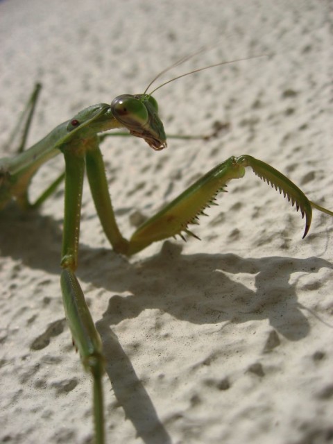 カマキリくん