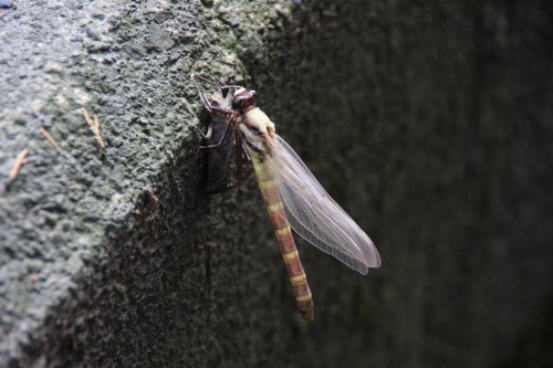 dragonfly01