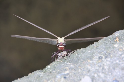 dragonfly02